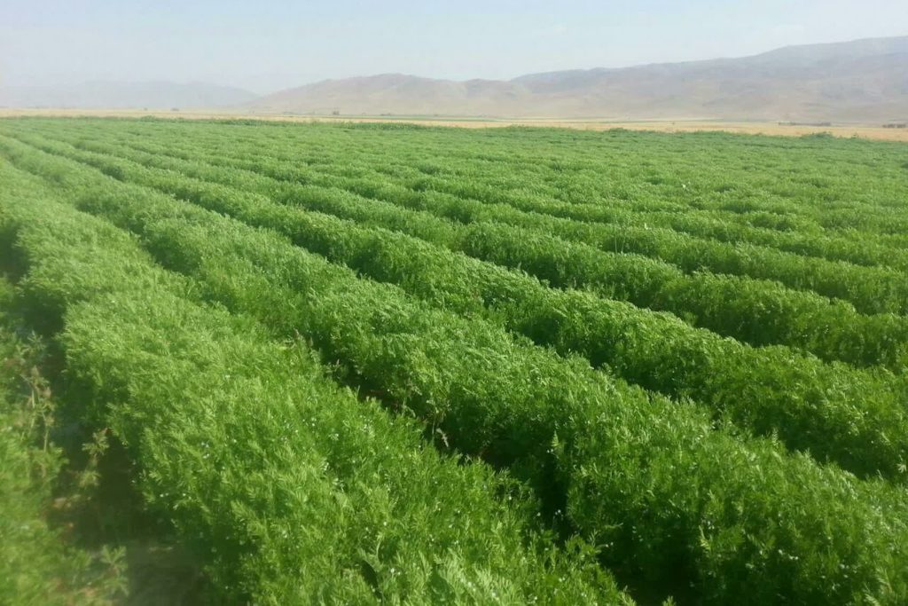 مزارع زیبای کشاورزی